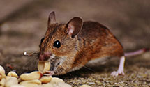24 Hour & Emergency Exterminators in Pinckard, AL
